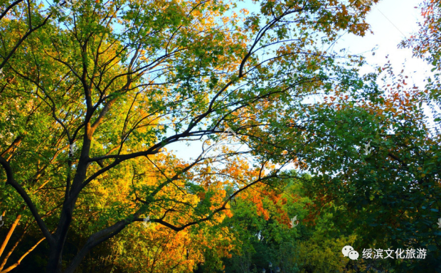 微信图片_20241118085337.jpg 微信图片_20241118085337.jpg